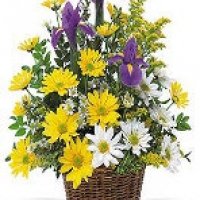 Pinas Gift